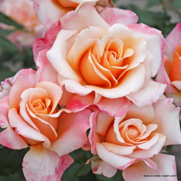 OH HAPPY DAY® OH HAPPY DAY®